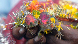 India stages frog wedding<BR>印度神秘祈雨儀式(圖)