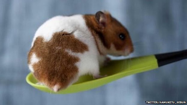 Hamster bottoms become a hit<BR>'倉屁'寫真風(fēng)靡日本(圖)
