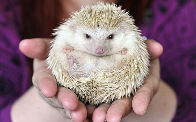 Mini-hedgehog craze in UK<BR>迷你刺猬掀最新寵物潮