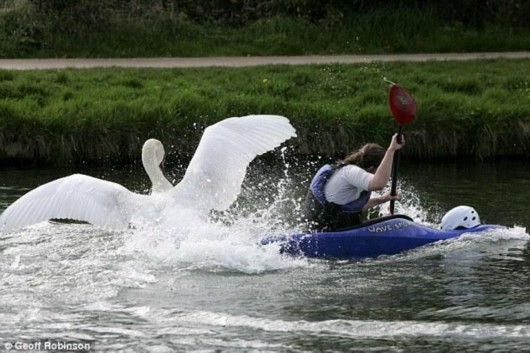 Vicious swan terrorizes rowers<BR>暴躁天鵝劍橋襲客(圖)