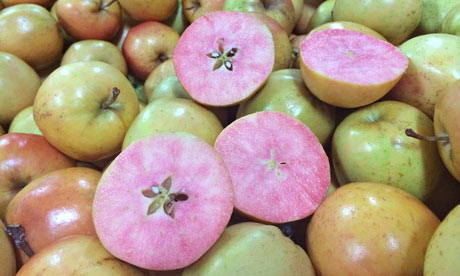 New pink apple variety<BR>英超市現奇葩粉蘋果(圖)