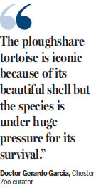 Endangered tortoises make debut