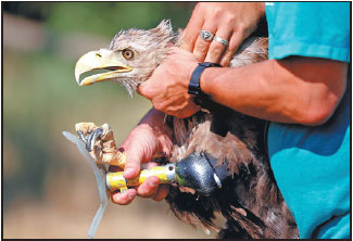 Hungarian hospital helps injured birds back into skies