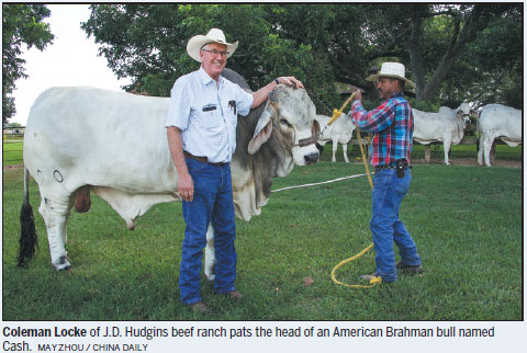 Manso, the Brahman bull that started it all