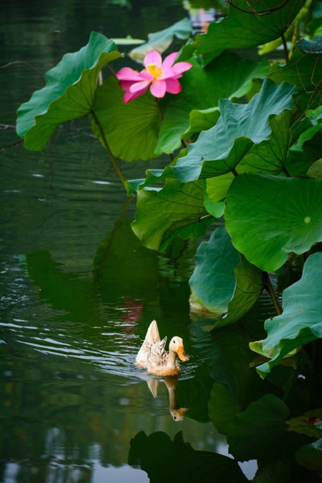 Hongcun, a village with 900-year old history