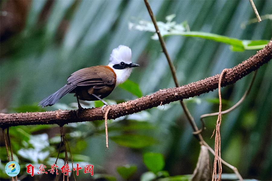 Wild birds reveal their beauty in Year of the Rooster
