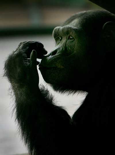,,,chimp,,love story,,