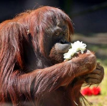 An orangutan smells a stalk of flowers at its enclosure of the Buenos Aires Zoo September 21, 2006. Zookeepers placed flowers in the animal cages and prepared special meals to celebrate the beginning of the Spring season in the Southern Hemisphere.