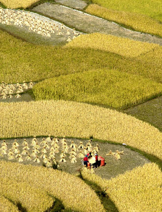 farmers reap rice in Gaopo town of Guiyang, capital of southeast China's Guizhou Province, Sunday, Sept. 24, 2006. A bumper rice harvest was gained here though drought hit the province this year.