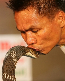 Snake charmer Khum Chaibuddee plants a kiss on a king cobra at Ripley's Believe It or Not Museum in Pattaya, Thailand, on Satursday October 7.2006. The Thai snake charmer kissed 19 highly poisonous king cobras in an attempt to set a world record Saturday. One by one, the cobras were released onto a stage set up in this Thai beach resort town, as the 45-year-old snake charmer kissed each beast and then moved onto the next.