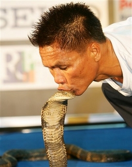Snake charmer Khum Chaibuddee plants a kiss on a king cobra at Ripley's Believe It or Not Museum in Pattaya, Thailand, on Satursday October 7.2006. The Thai snake charmer kissed 19 highly poisonous king cobras in an attempt to set a world record Saturday. One by one, the cobras were released onto a stage set up in this Thai beach resort town, as the 45-year-old snake charmer kissed each beast and then moved onto the next.