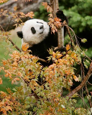 Giant panda cub Tai Shan climbs up a tree during the opening of the Giant Panda Habitat and Asia Trail at the National Zoo in Washington, October 17, 2006.