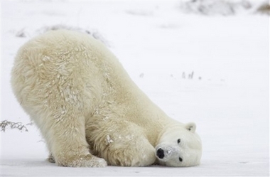 A polar bear plays on the tundra near Churchill, Manitoba, Canada, Friday, Nov. 3, 2006. The bears are slowly congregating along the coast, anticipating the winter freeze-up of Hudson Bay. When the bay freezes, the polar bears can get onto the ice to hunt their favorite meal, ringed seal. 