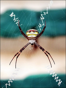 Signature Spider : A Signature Spider -- Argiope sp. (Family Araneidae) -- rests in its web in Agartala, capital of India??s northeastern state of Tripura
