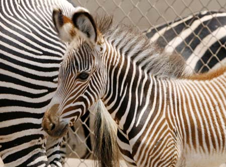 Julian, a 20 day-old foal Grevy Zebra, stands next to her mother Yoko Ono at the Lima Zoo 