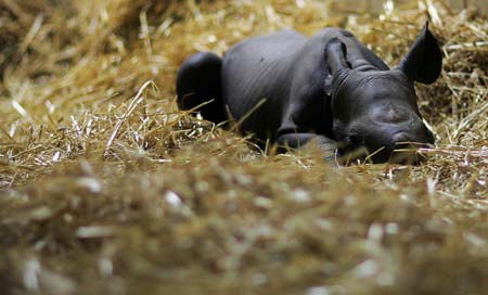 An eight-days-old rhino baby Zawadi is pictured in Berlin's zoo December 28, 2006.
