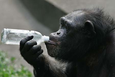 A chimpanzee drinks water at a Shanghai zoo June 21, 2006.