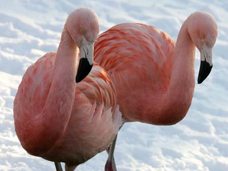 Two flamingos are pictured in the snow in their enclosure at Berlin's zoo December 30, 2005. Weather experts predict cold weather for central Germany for the next couple of days.