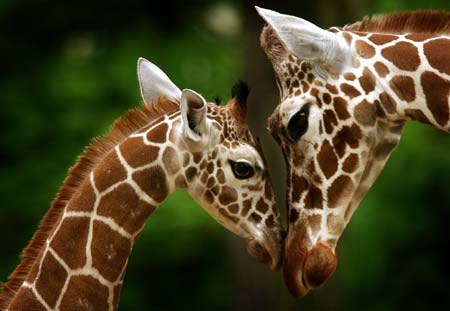 Mother giraffe looks onto her nine-month-old child at the Frankfurt Zoo, central Germany, April 27, 2006.
