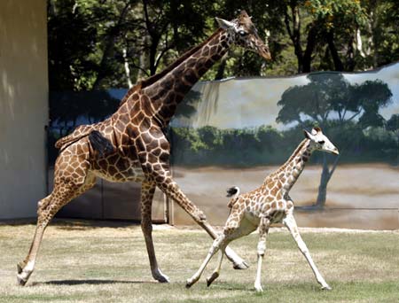 A six-month-old male giraffe runs ahead of a six-year-old female giraffe named 