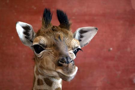 A three-day old baby male giraffe is seen at a zoo in Montevideo October 26, 2006. 