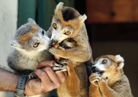 Lemurs are feed by a caretaker at Antananarivo's Tsimbazaza Zoo December 5, 2006. The lemurs, which are found only on Madagascar, are an endangered species due mainly to deforestation and hunting in the Indian Ocean island.