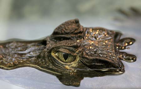 A Cayman crocodile swims in a basin in the zoo in St.Petersburg November 3, 2006. 