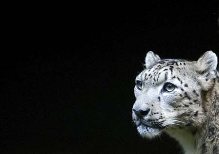 An endangered snow leopard is seen inside its enclosure at Padamaja Naidu Himalayan zoological park in Darjeeling, about 80 km (50 miles) from the northeastern Indian city of Siliguri, November 6, 2006.