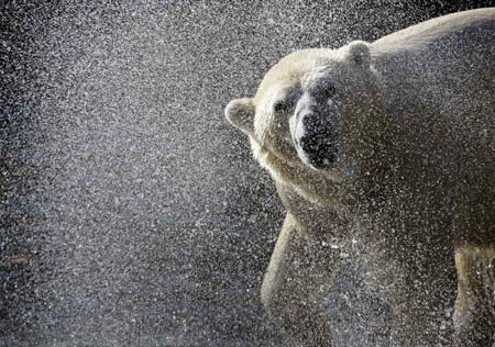 An polar bear shakes water from his head after receiving food at a Berlin Zoo November 2, 2006. 