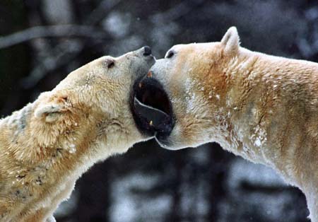 Two polar bears play around at their enclosure in at the Berlin Zoo, in this February 3, 1998 file photo.