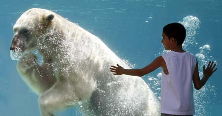 Ryan Garcia, 8, watches Lee, a six-year-old male polar bear, at the Lincoln Park Zoo in Chicago, Illinois August 2, 2006, as temperatures soared to 100 degrees Fahrenheit (38degrees Celcius). 