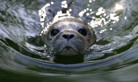 Three-day-old seal pup Leo swims in the basin of its outdoor pen at the Daehlhoelzli zoo in Berne, August 31, 2006.