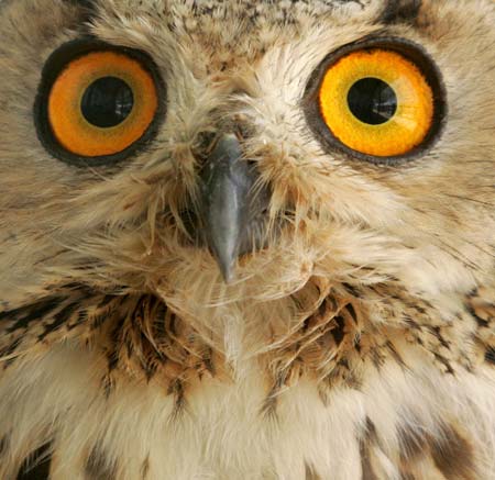 An owl looks out at visitors from its cage in a zoo near Amman August 22, 2006.