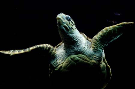 A sea turtle swims in its tank in the zoo in Madrid, April 20, 2006. 