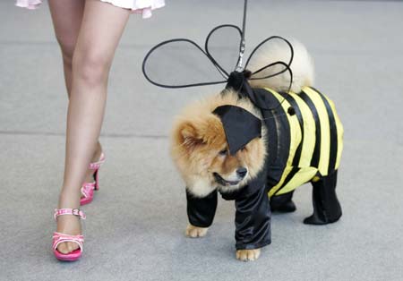A woman presents a chow-chow dog in a bee costume during the Zoo Russia International Dog and Cat Exhibition in Moscow April 16, 2006.