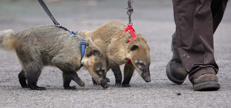 Coatis are taken for a walk to be counted in the annual stock take at London Zoo, Regents Park in London January 13, 2006. The yearly head count is a legally binding register of over six hundred species housed at the zoo, many of which are highly endangered.