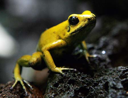 A golden poison frog (Phyllobates terribilis) sits on a branch in the zoo of Zurich, March 22,2006. The skin of an adult golden poison frog has enough toxin to kill 20.000 mice or 100 adult humans. With the destruction of its rainforest habitat the golden poison frog's future status for survival is unsure.