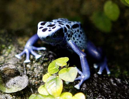 A blue poison frog (Dendrobates azureus) sits on a branch in the zoo of Zurich, March 22,2006. The blue colour of this South-American frog serves as a warning to would-be predators, its skin is covered with glands that secrete alkaloid poisons capable of paralyzing and even killing predators. With the destruction of its rainforest habitat the blue poison frog has become one of the most threatened of all poison dart frogs. 