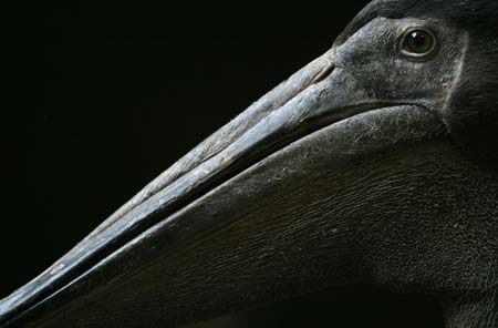 A baby pelican looks out from a safety enclosure at Bucharest's Zoo February 8, 2006. Romania detected new suspected cases of bird flu in domestic fowl on Tuesday some 500 km west of the Danube delta where the disease was first found in October, the country's chief veterinarian said. 