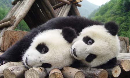 Two giant pandas play at the Wolong Giant Panda Protection and Research Center, in Southwest China's Sichuan Province May 14, 2005.