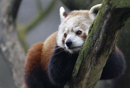 Red panda Yang rests during the morning hours in Munich's zoo Hellabrunn December 1, 2006. 