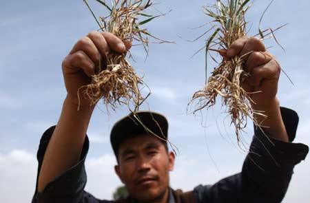 A Chinese farmer shows the dried wheat in Huan County, Southwest China's Gansu Province, May 22, 2007. The Huan County suffered drought since September 2004 and there has been no effective rainfall for the past 32 months, Xinhua said.