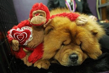 Animals' Valentine romance