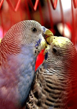 Animals' Valentine romance