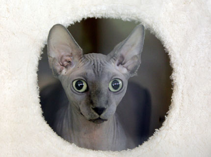 Feline beauty contest