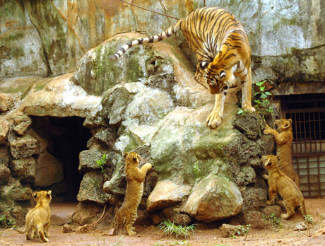 Quadruplet liger cubs healthy