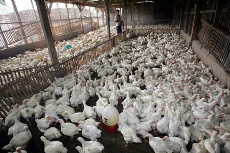 42nd Indonesia bird flu human death confirmed 