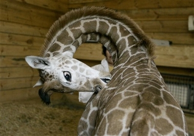 First public appearance