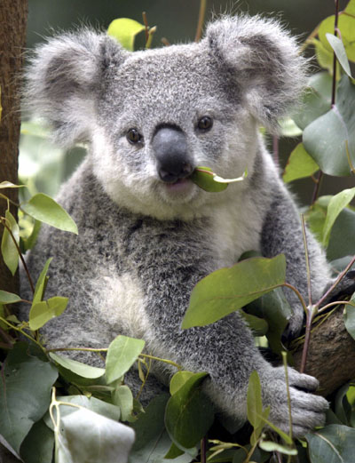 Koalas prosperity