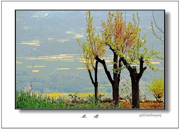 Yizhilaoshanyang's photos